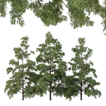 Árboles Chamaecyparis Thyoides 04