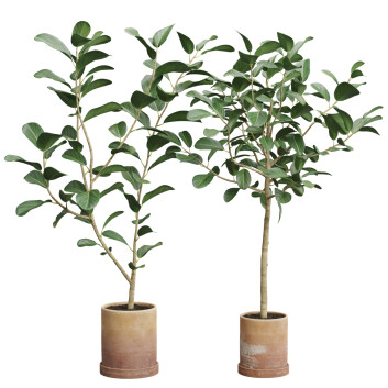 Rośliny doniczkowe  Ficus Audrey Benghalensis 02 Model 3D