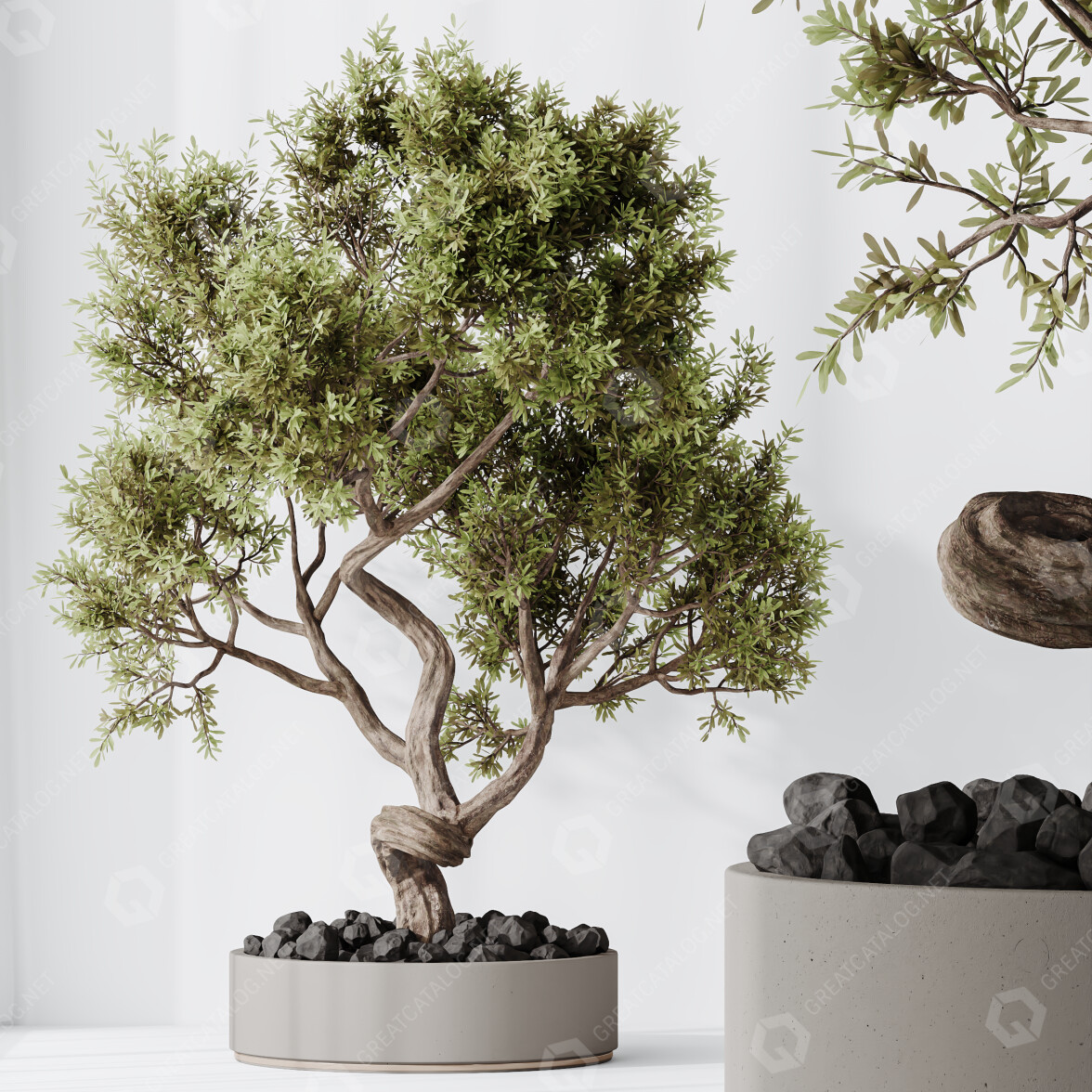 Bonsai-Baum HQ Zimmerpflanzen Ficus Retusa Microcarpa Ginseng 06 3D-Modell  #45426 | GreatCatalog
