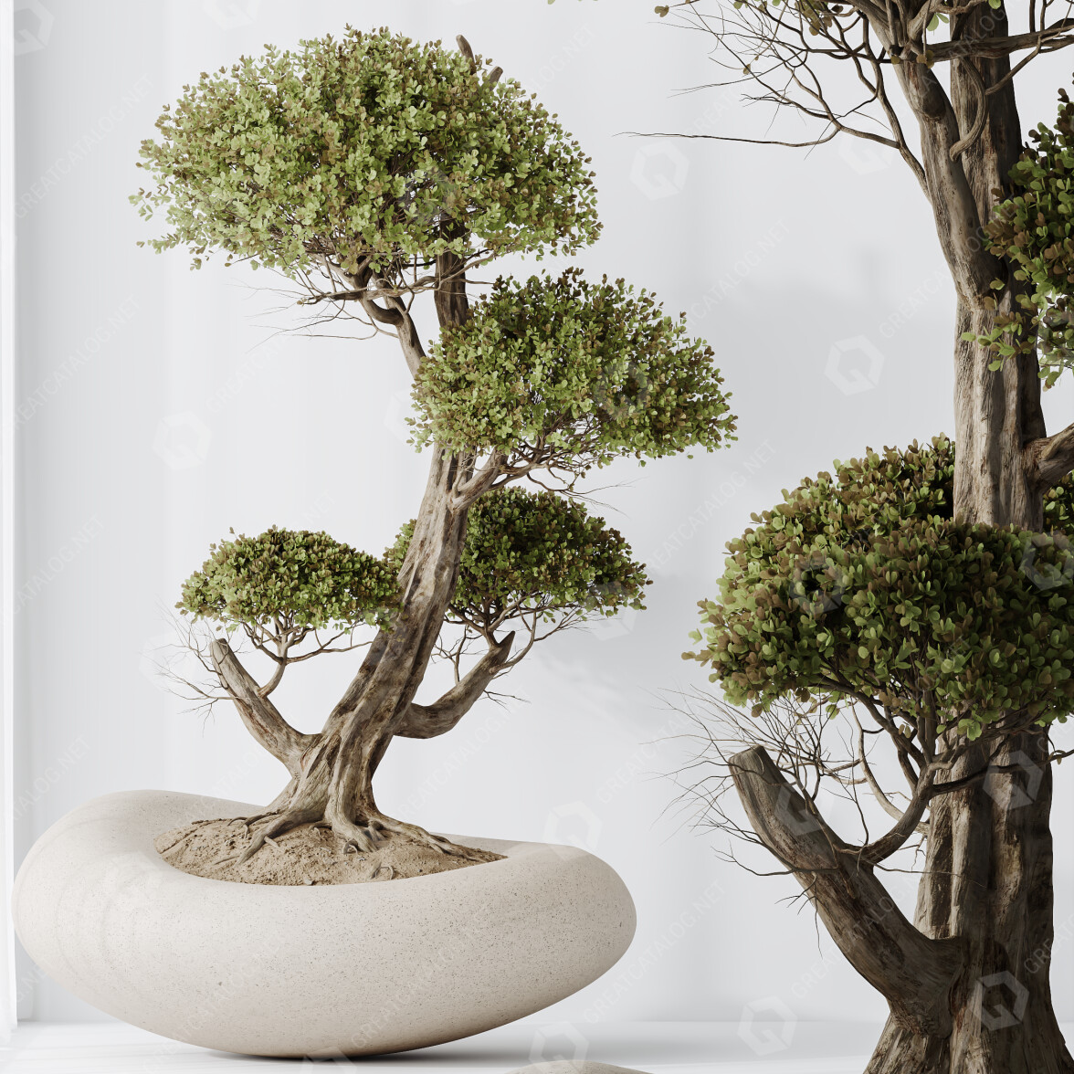 Bonsai-Baum HQ Zimmerpflanzen Ficus Retusa Microcarpa Ginseng 07 3D-Modell  #45427 | GreatCatalog