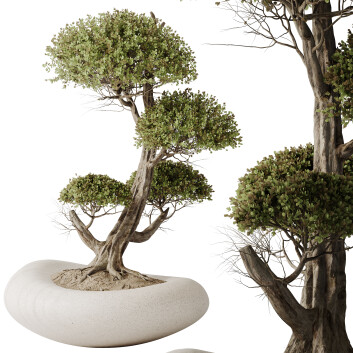 Bonsaï HQ Plantes Maison Ficus Retusa Microcarpa Ginseng 07 Modèle 3D