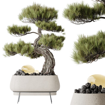 Bonsaï HQ Maison Pinus Pentaphylla Thunbergii Modèle 3D