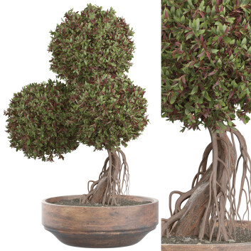 Bonsaï Plantes d'intérieur 461  Modèle 3D
