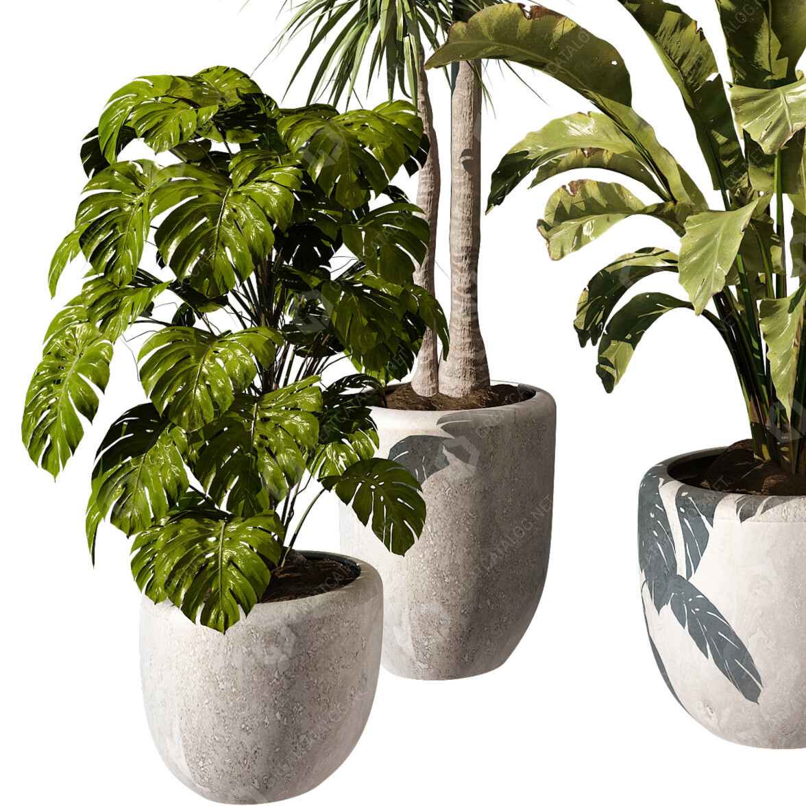 zimmerpflanze areca palme Areca Zimmerpflanze - Goldfruchtpalme :21 H:120 cm