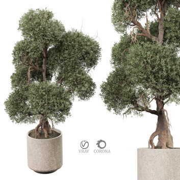 Bonsaï Plantes d'intérieur 471 Modèle 3D