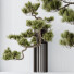 Bonsai Tree HQ House Plants Pinus Pentaphylla Thunbergii 02 - Pandora-land