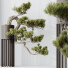Bonsai Tree HQ House Plants Pinus Pentaphylla Thunbergii 02 - Pandora-land