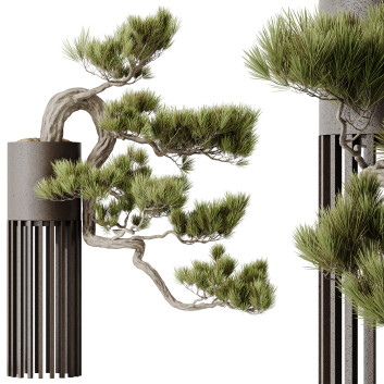 Bonsaï HQ Plantes Maison Pinus Pentaphylla Thunbergii 02 Modèle 3D