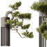 Bonsai Tree HQ House Plants Pinus Pentaphylla Thunbergii 02 - Pandora-land