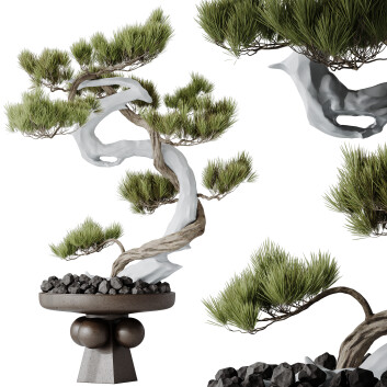 Bonsaï HQ Plantes Maison Pinus Pentaphylla Thunbergii 03 Modèle 3D