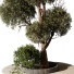 Baum und Strauch Im freien 258 - uniquevry