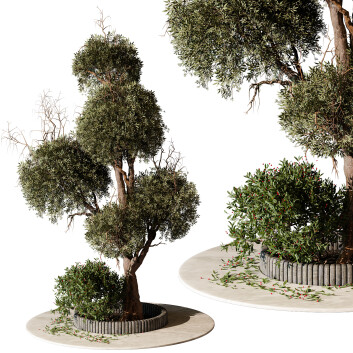 Baum und Strauch Im freien 258