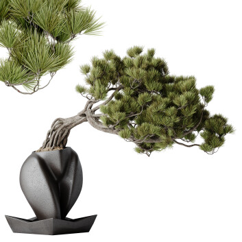 Bonsaï HQ Plantes Maison Pinus Pentaphylla Thunbergii 06 Modèle 3D