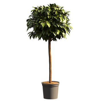 Plante en pot  HQ Intérieur Modèle 3D