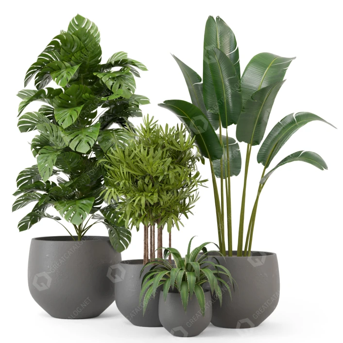 zimmerpflanze ficus benjamina rätsel Birkenfeige - Ficus Benjamina - Zimmerpflanze - Grünpflanze main image 1