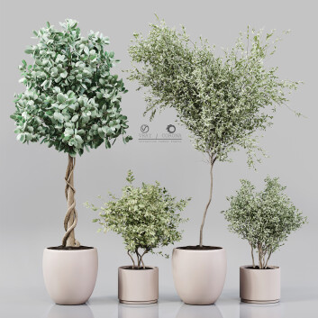 Topfpflanzen  Sammlung Indoor 3D-Modell