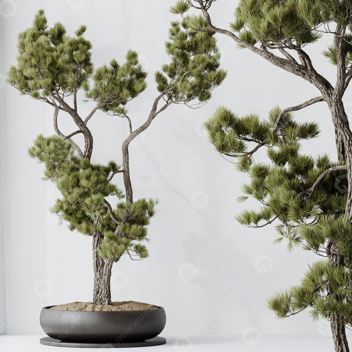 Bonsai-Baum Haus Pflanzen Pinus Pentaphylla Thunbergii 07 3D-Modell #46639  | GreatCatalog