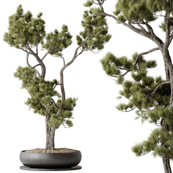 Bonsái Casa Plantas Pinus Pentaphylla Thunbergii 07 Modelo 3D