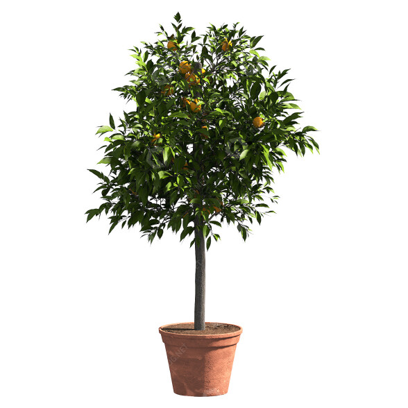 Planta en maceta Limón Modelo 3D