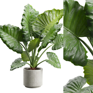 Roślina doniczkowa  Alocasia Macrorrhiza Model 3D