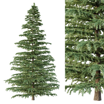 Árbol Cedrus Deodara 04