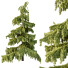Drzewa Cedrus Deodara 03 - hyperion