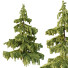 Drzewa Cedrus Deodara 03 - hyperion