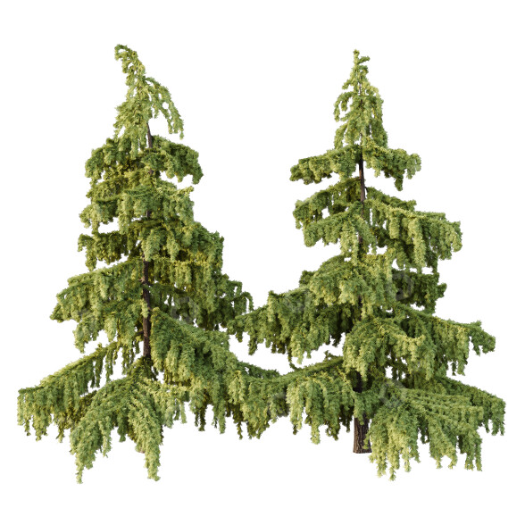 Drzewa Cedrus Deodara 03 model 3D