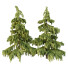 Drzewa Cedrus Deodara 03 - hyperion