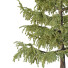 Arbre Cedrus Deodara 02 - hyperion