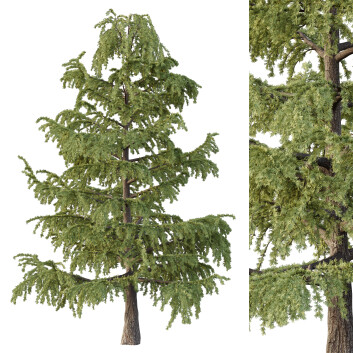 Árbol Cedrus Deodara 02