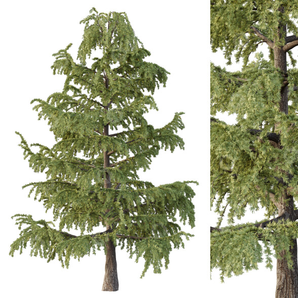 Arbre Cedrus Deodara 02 modèle 3D