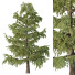 Arbre Cedrus Deodara 02 - hyperion