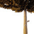 Bäume Zedernbaum 02 - hyperion