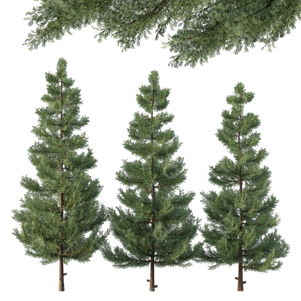 Bäume Zedernbaum 02 3D-Modell