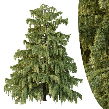 Árbol Cedrus Deodara 01