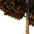 Árboles Cedro 01 - hyperion