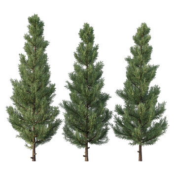 Árboles Cedro 01