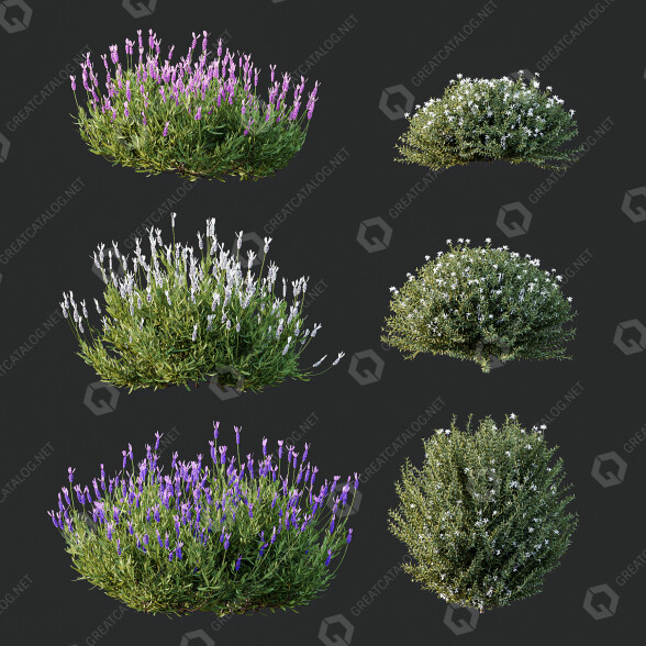 Arbustos Floración de primavera Modelo 3D