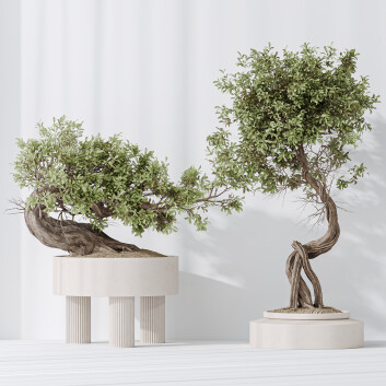 Bonsáis Conjunto de plantas de interior 12 Modelo 3D