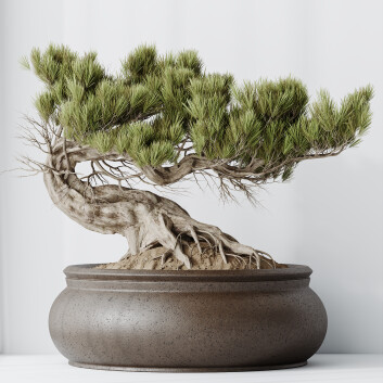 Bonsái Pino pentaphylla thunbergii 09 Modelo 3D