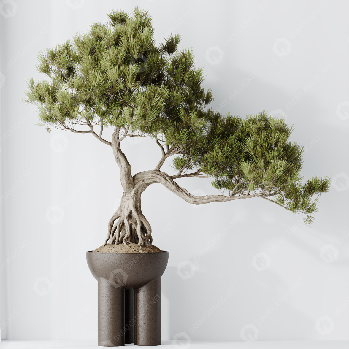 Bonsai-Baum HQ Zimmerpflanzen Kiefer Pentaphylla Thunbergii 11 3D-Modell  #47270 | GreatCatalog