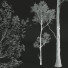 Bäume Bergahorn - Pandora-land