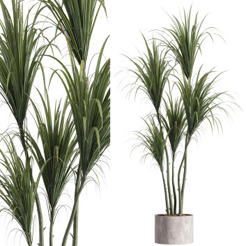 Рослина у горщику West Elm Штучна Горшкова Драцена 3D модель