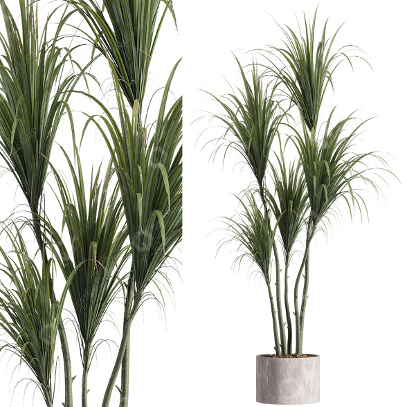 Рослина у горщику West Elm Штучна Горшкова Драцена 3D модель