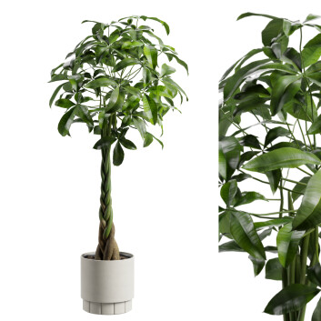 Planta en maceta  Pachira aquatica Modelo 3D