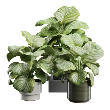 Plantas en macetas  Paquete de Calathea Orbifolia Modelo 3D