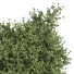 Plantes En extérieur dans boîte en métal 04 - shayan sharify