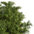 Pflanzen Palme im kasten 2 - shayan sharify