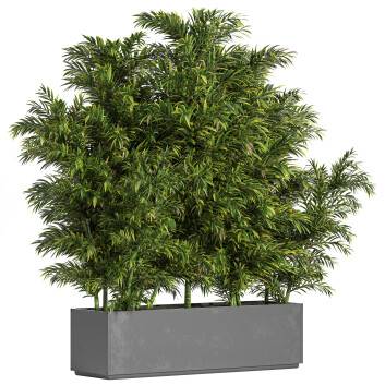 Rośliny Palm in Box 2